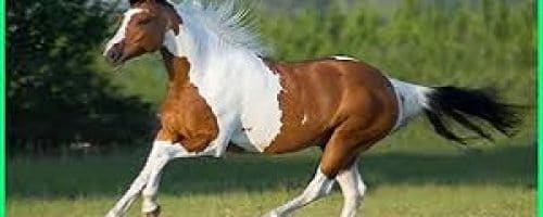 Mengenal Ras Kuda Tercepat di Dunia 